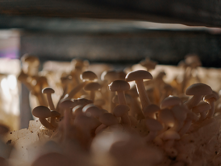 Premium Mushroom Ingredients